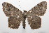  (Macaria guapilaria - 08-SRNP-105275)  @14 [ ] CreativeCommons - Attribution Non-Commercial Share-Alike (2013) Daniel H. Janzen Guanacaste Dry Forest Conservation Fund