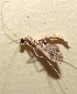  (Lineodes BioLep04 - 10-SRNP-100645)  @12 [ ] CreativeCommons - Attribution Non-Commercial Share-Alike (2013) Daniel H. Janzen Guanacaste Dry Forest Conservation Fund