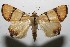  (Eulepidotis affinis - 11-SRNP-103952)  @15 [ ] CreativeCommons - Attribution Non-Commercial Share-Alike (2010) Daniel H. Janzen Guanacaste Dry Forest Conservation Fund