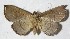  (Cyclopteryx Janzen03 - 13-SRNP-20299)  @13 [ ] CreativeCommons - Attribution Non-Commercial Share-Alike (2014) Daniel H. Janzen Guanacaste Dry Forest Conservation Fund