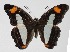  (Adelpha celerioDHJ01 - 14-SRNP-72188)  @14 [ ] CreativeCommons  Attribution Non-Commercial Share-Alike (2016) Unspecified Guanacaste Dry Forest Conservation Fund