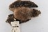  (Balionycteris maculata - ROM MAM 101978)  @13 [ ] Copyright (2006) Unspecified Royal Ontario Museum