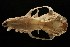  (Pteropus vampyrus - ROM MAM 110948)  @12 [ ] Copyright (2006) Unspecified Royal Ontario Museum