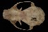  (Cynopterus cf. brachyotis - ROM MAM 113086)  @13 [ ] Copyright (2006) Unspecified Royal Ontario Museum