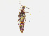  (Spanioda carissima - F41228)  @13 [ ] CreativeCommons - Attribution Non-Commercial Share-Alike (2010) Mingxin Liu University of Tasmania