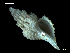  (Pagodulinae - MT07740)  @13 [ ] CreativeCommons - Attribution Non-Commercial Share-Alike (2015) Unspecified Deutsche Zentrum fuer Marine Biodiversitaetsforschung Wilhelmshaven