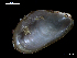  (Modiolus sp - MT07754)  @11 [ ] CreativeCommons - Attribution Non-Commercial Share-Alike (2015) Unspecified Deutsche Zentrum fuer Marine Biodiversitaetsforschung Wilhelmshaven