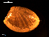  (Nucula hanleyi - MT09032)  @11 [ ] CreativeCommons - Attribution Non-Commercial Share-Alike (2015) Unspecified Deutsche Zentrum fuer Marine Biodiversitaetsforschung Wilhelmshaven