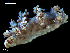 (Dendronotus frondosus - MT09657)  @14 [ ] CreativeCommons - Attribution Non-Commercial Share-Alike (2015) Unspecified Deutsche Zentrum fuer Marine Biodiversitaetsforschung Wilhelmshaven
