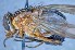  ( - TLW237)  @13 [ ] Copyright (2015) Terry Whitworth Department of Entomology, Washington State University