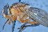  ( - TLW238)  @12 [ ] Copyright (2015) Terry Whitworth Department of Entomology, Washington State University
