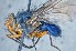  (Mesembrinella decrepita - TLW257)  @11 [ ] Copyright (2015) Terry Whitworth Department of Entomology, Washington State University