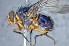 ( - TLW268)  @11 [ ] Copyright (2015) Terry Whitworth Department of Entomology, Washington State University