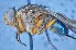  (Mesembrinella randa - TLW281)  @13 [ ] Copyright (2015) Terry Whitworth Department of Entomology, Washington State University
