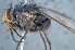  (Mesembrinella guaramacalensis - TLW293)  @11 [ ] Copyright (2015) Terry Whitworth Department of Entomology, Washington State University