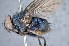  (Mesembrinella epandrioaurantia - TLW306)  @11 [ ] Copyright (2015) Terry Whitworth Department of Entomology, Washington State University