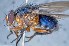  (Mesembrinella nigrocoerulea - TLW326)  @11 [ ] Copyright (2015) Terry Whitworth Department of Entomology, Washington State University