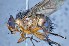  ( - TLW334)  @13 [ ] Copyright (2015) Terry Whitworth Department of Entomology, Washington State University