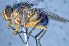  (Mesembrinella flavicrura - TLW344)  @13 [ ] Copyright (2015) Terry Whitworth Department of Entomology, Washington State University