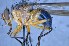  (Mesembrinella sp. 1TW - TLW358)  @11 [ ] Copyright (2015) Terry Whitworth Department of Entomology, Washington State University