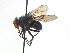  ( - TLW376)  @11 [ ] Copyright (2015) J.E. O'Hara Canadian National Collection of Insects