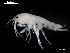  (Cheirocratus - MT03983)  @13 [ ] CreativeCommons - Attribution Non-Commercial Share-Alike (2014) Unspecified Deutsce Zentrum fuer Marine Biodiversitaetsforschung