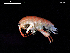  (Orchestia gammarellus - MT06656)  @14 [ ] CreativeCommons - Attribution Non-Commercial Share-Alike (2014) Unspecified Deutsce Zentrum fuer Marine Biodiversitaetsforschung