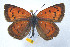  (Lycaena kasyapa - CSU-CPG-LEP 1623)  @13 [ ] CreativeCommons - Attribution Share-Alike (2012) Paul A. Opler Paul and Evi Nature Photography