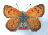  (Lycaena aoelides - CSU-CPG-LEP 1625)  @14 [ ] CreativeCommons - Attribution Share-Alike (2012) Paul A. Opler Paul and Evi Nature Photography