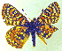  (Euphydryas editha - CSU-CPG-LEP-1697)  @14 [ ] CreativeCommons - Attribution Share-Alike (2012) Paul A. Opler Colorado State University, C.P. Gillette Museum of Arthropod Diversity