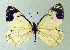  (Neophasia menapia melanica - CSU-CPG-LEP-1704)  @13 [ ] CreativeCommons - Attribution Share-Alike (2012) Paul A. Opler Colorado State University, C.P. Gillette Museum of Arthropod Diversity