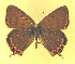  (Lycaena li - CSU-CPG-LEP-1756)  @13 [ ] CreativeCommons - Attribution Share-Alike (2012) Paul A. Opler Colorado State University, C.P. Gillette Museum of Arthropod Diversity