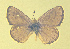  (Euphilotes pallescens - CSU-CPG-LEP-1757)  @12 [ ] CreativeCommons - Attribution Share-Alike (2012) Paul A. Opler Colorado State University, C.P. Gillette Museum of Arthropod Diversity