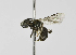 (Lasioglossum sp. 1-AT - B1397-E03)  @13 [ ] CreativeCommons - Attribution Non-Commercial Share-Alike (2010) Unspecified York University