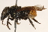  (Anthodioctes megachiloides - 06708G05-BRA)  @11 [ ] CreativeCommons - Attribution (2016) CBG Photography Group Centre for Biodiversity Genomics