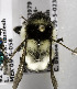  (Bombus wilmattae - B03749A05-MEX)  @14 [ ] Unspecified (default): All Rights Reserved  Unspecified Unspecified