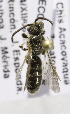  (Lasioglossum MEX49 - B03749G12-MEX)  @11 [ ] CreativeCommons - Attribution Non-Commercial Share-Alike (2010) Unspecified York University