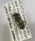  (Colletes MEX13 - 04744B03-MEX)  @11 [ ] CreativeCommons - Attribution Non-Commercial Share-Alike (2010) Unspecified York University