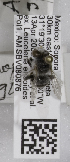  (Anthophora exigua - 04745G07-MEX)  @12 [ ] CreativeCommons - Attribution Non-Commercial Share-Alike (2010) Unspecified York University