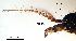  ( - 2023.05.25 Neolimonia dumetorum (specimen BL2))  @11 [ ] CreativeCommons - Attribution Share-Alike (2024) Unspecified University of Lausanne