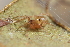  (Phycosoma martinae - GJA12026)  @11 [ ] Copyright (2023) Greg Anderson Queensland Museum