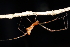  (Argyrodes fissifrons - GJA12483)  @11 [ ] Copyright (2024) Greg Anderson Queensland Museum