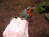  (Erithacus rubecula - NHMO-26445)  @15 [ ] Unspecified (default): All Rights Reserved  Unspecified Unspecified