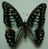  (Graphium doson - UMKL-JJW0018)  @13 [ ] Unspecified (default): All Rights Reserved  Unspecified Unspecified