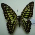  (Graphium arycles - UMKL-JJW0021)  @14 [ ] Unspecified (default): All Rights Reserved  Unspecified Unspecified