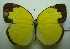  (Eurema hecabe contubernalis - UMKL-JJW0077)  @14 [ ] Unspecified (default): All Rights Reserved  Unspecified Unspecified