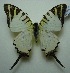  (Graphium antiphates - UMKL-JJW0114)  @14 [ ] Unspecified (default): All Rights Reserved  Unspecified Unspecified