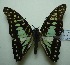  (Graphium bathycles bathycloides - UMKL-JJW0118)  @14 [ ] Unspecified (default): All Rights Reserved  Unspecified Unspecified