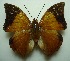  (Charaxes bernadus - UMKL-JJW0140)  @13 [ ] Unspecified (default): All Rights Reserved  Unspecified Unspecified