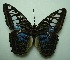  (Parthenos sylvia - UMKL-JJW0293)  @14 [ ] Unspecified (default): All Rights Reserved  Unspecified Unspecified